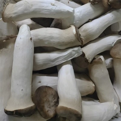 قارچ شاه شیپور
