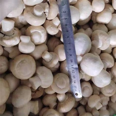 قارچ دکمه ای سفید