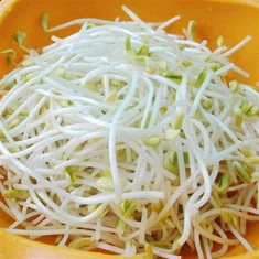 جوانه ماش چینی